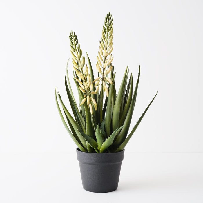 Agave Flowering Plant White Green 56cm Pack of 2