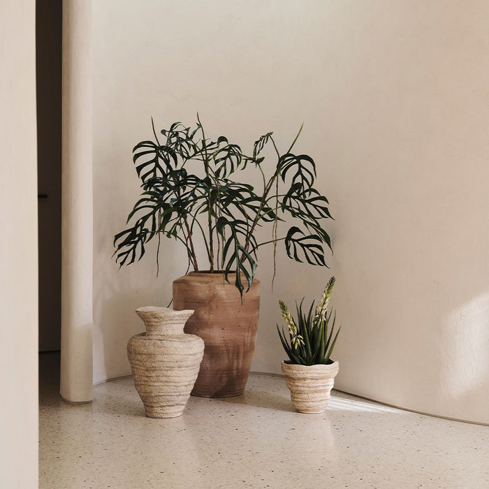 Agave Flowering Plant White Green 56cm Pack of 2