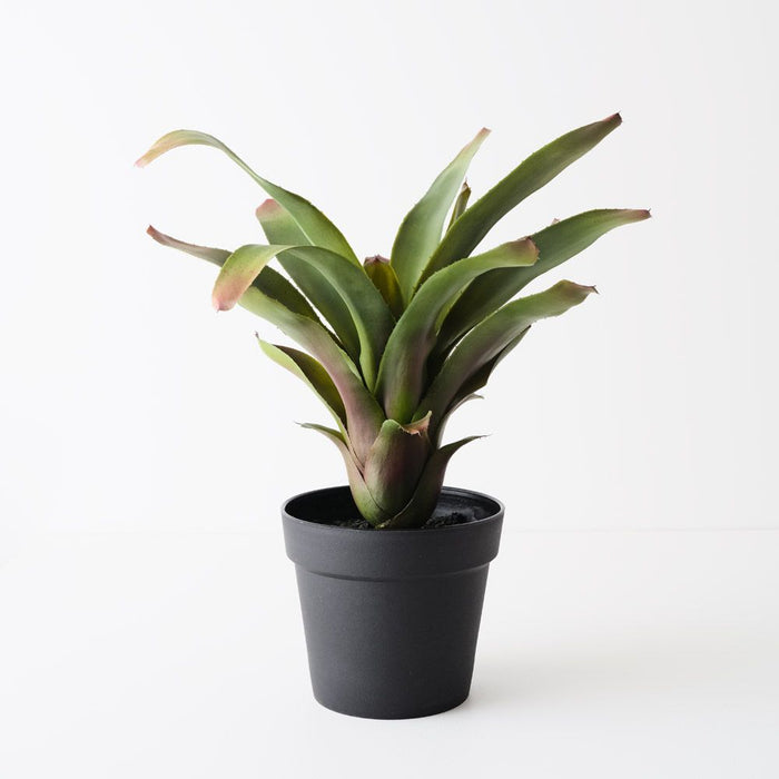 Bromeliad Plant Green 45cm Pack of 2