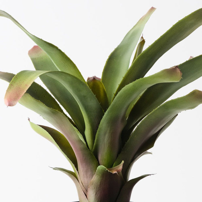 Bromeliad Plant Green 45cm Pack of 2