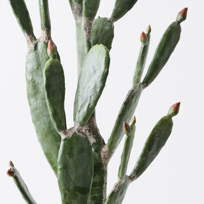 Cactus Prickly Pear Plant Green 145cm