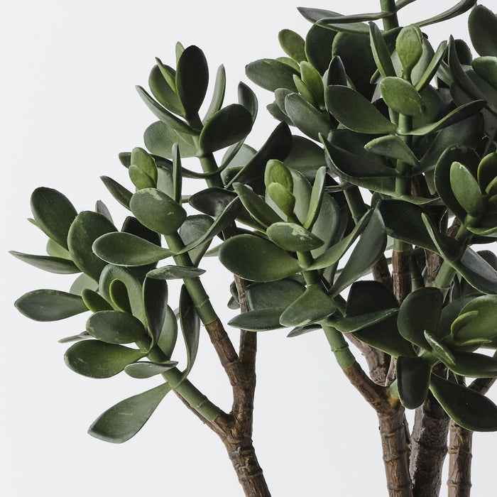 Jade Plant Green 50cm