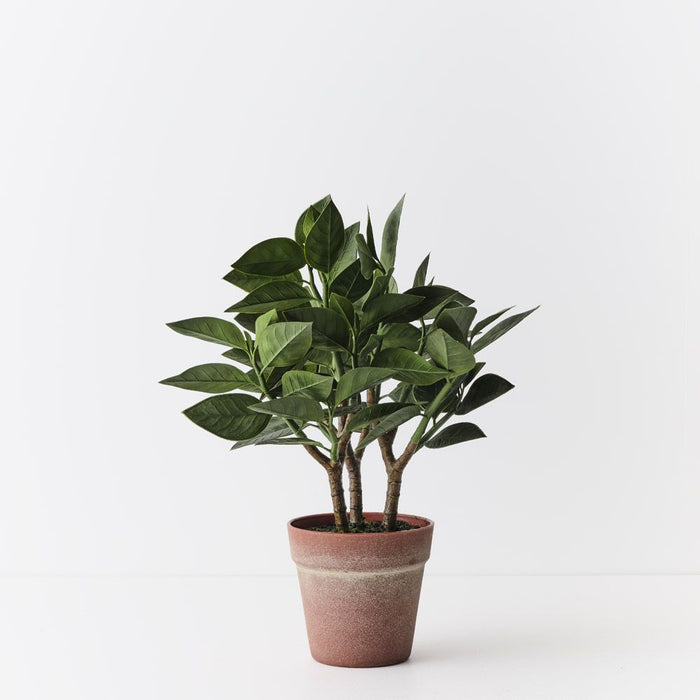 Euphorbia Zig Zag Plant Green 43cm Pack of 2