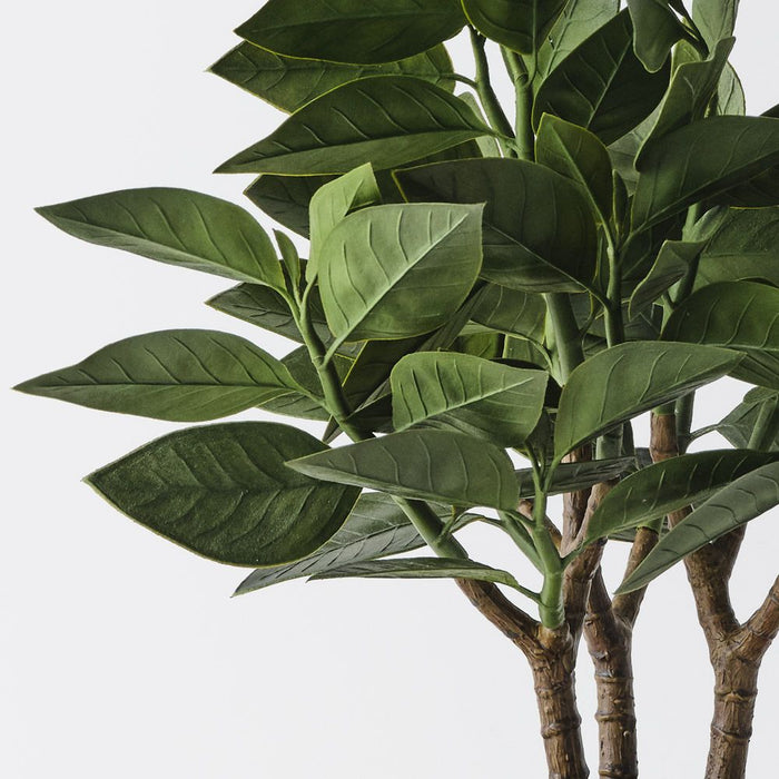 Euphorbia Zig Zag Plant Green 43cm Pack of 2