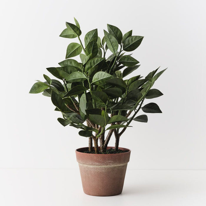 Euphorbia Zig Zag Plant Green 58cm Pack of 2