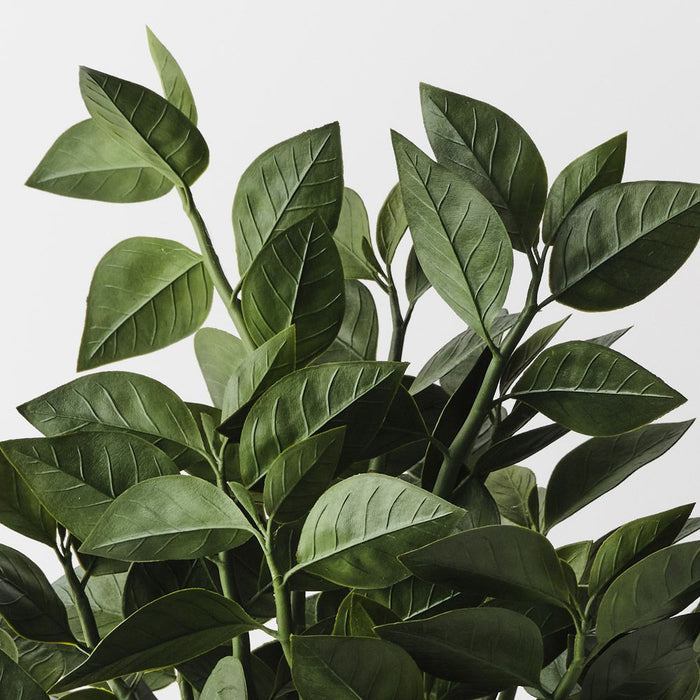 Euphorbia Zig Zag Plant Green 58cm Pack of 2