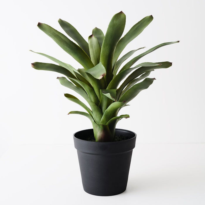Bromeliad Plant Green 60cm Pack of 2