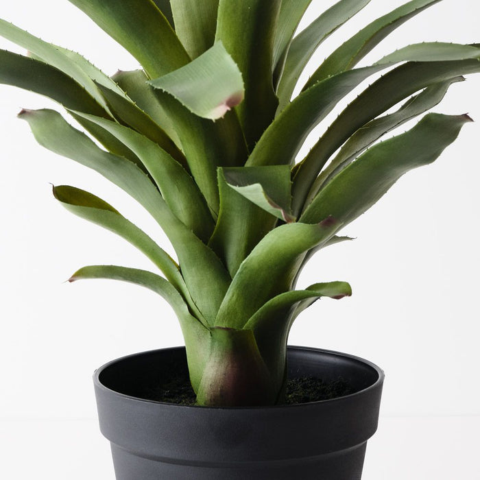 Bromeliad Plant Green 60cm Pack of 2