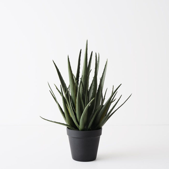 Aloe Vera Plant Green 38cm Pack of 2