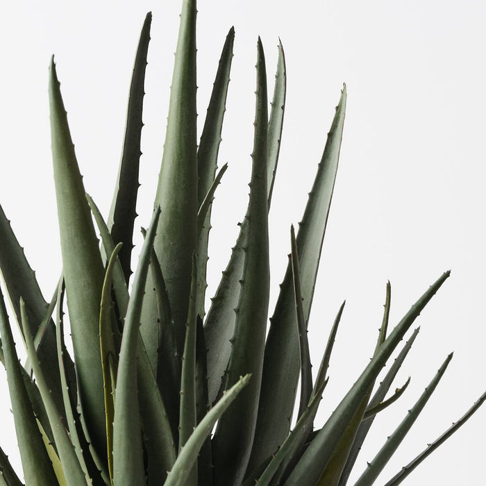 Aloe Vera Plant Green 38cm Pack of 2