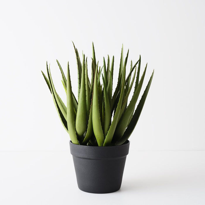 Aloe Vera Plant Light Green 45cm