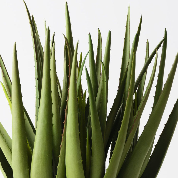 Aloe Vera Plant Light Green 45cm