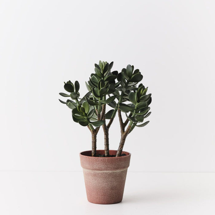 Jade Plant Green 38cm Pack of 2