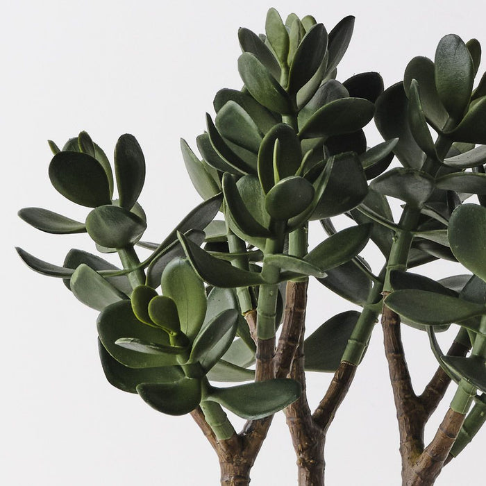 Jade Plant Green 38cm Pack of 2