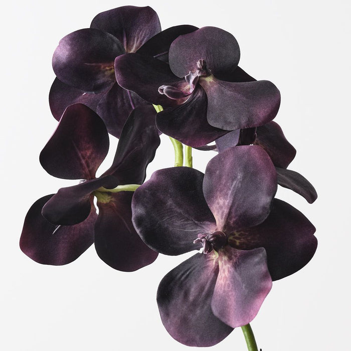 Orchid Vanda Eggplant 66cm Pack of 6