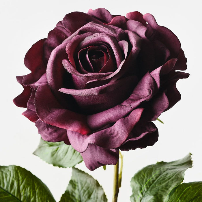 Rose Juliette Black Plum 65cm Pack of 12