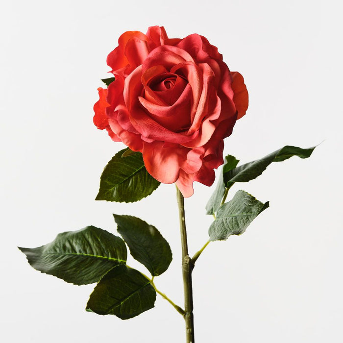 Rose Juliette Burnt Orange 65cm Pack of 12