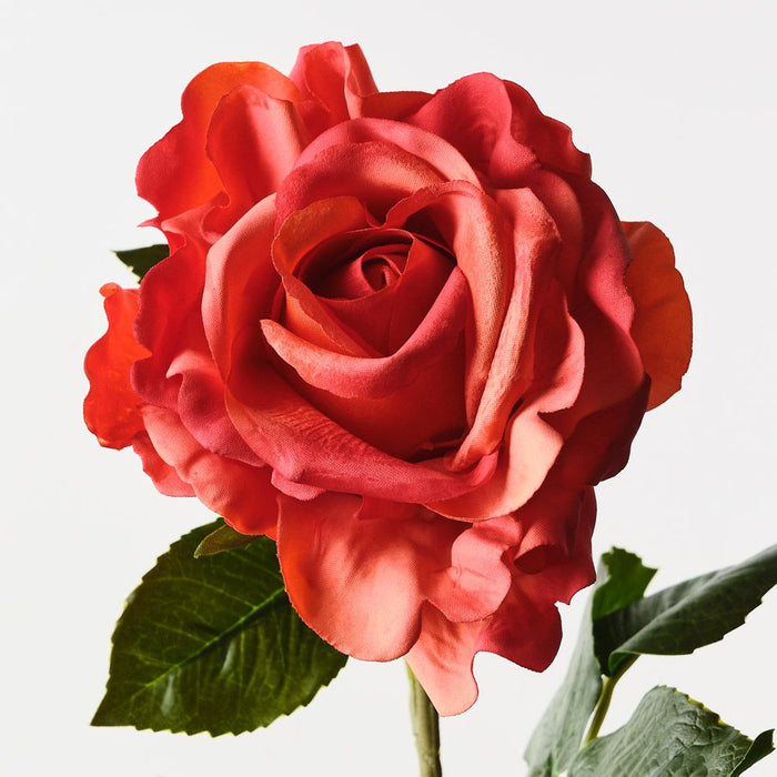 Rose Juliette Burnt Orange 65cm Pack of 12