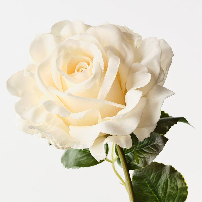 Rose Juliette Cream 65cm Pack of 12