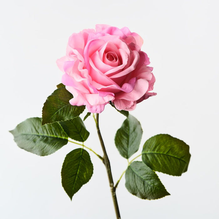 Rose Juliette Hot Pink 65cm Pack of 12