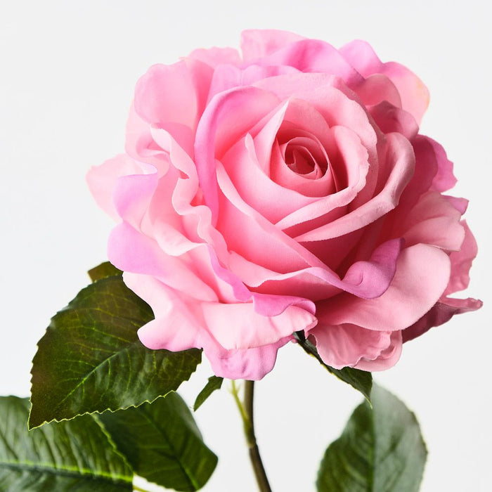 Rose Juliette Hot Pink 65cm Pack of 12