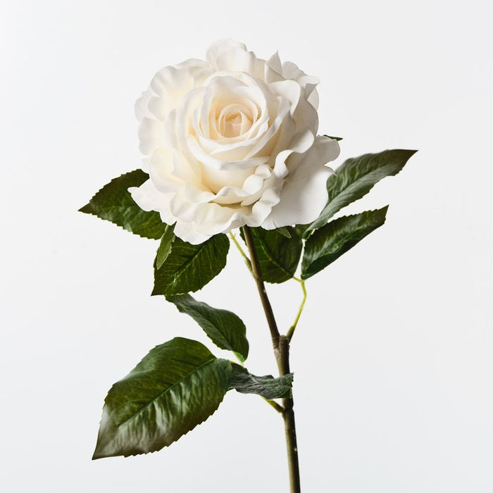 Rose Juliette Ivory 65cm Pack of 12