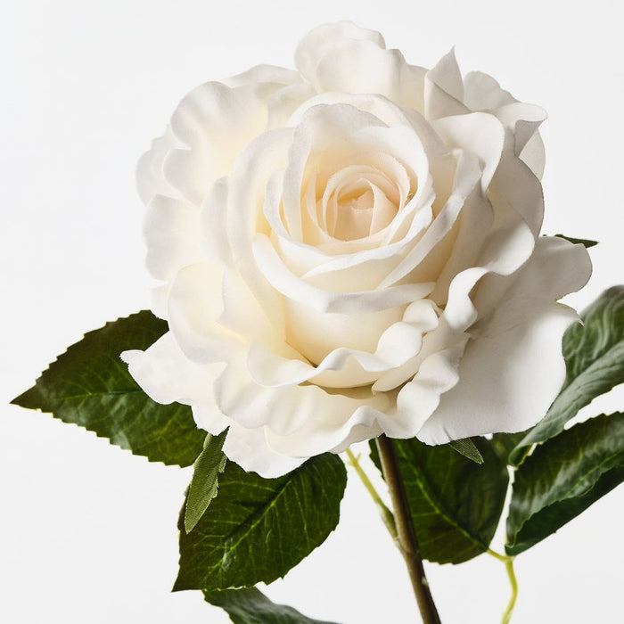 Rose Juliette Ivory 65cm Pack of 12