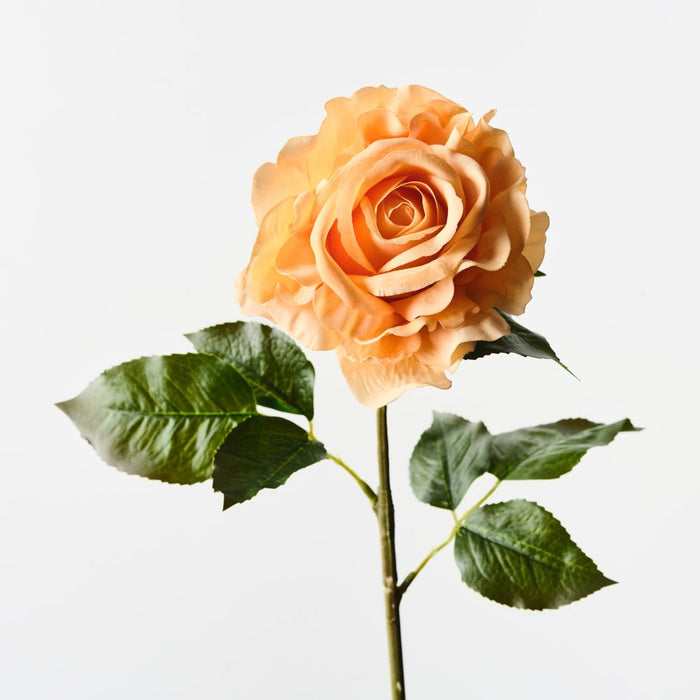 Rose Juliette Orange 65cm Pack of 12