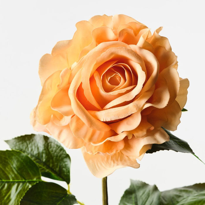Rose Juliette Orange 65cm Pack of 12