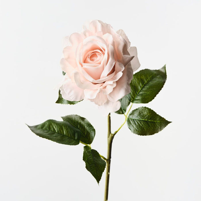 Rose Juliette Soft Pink 65cm Pack of 12