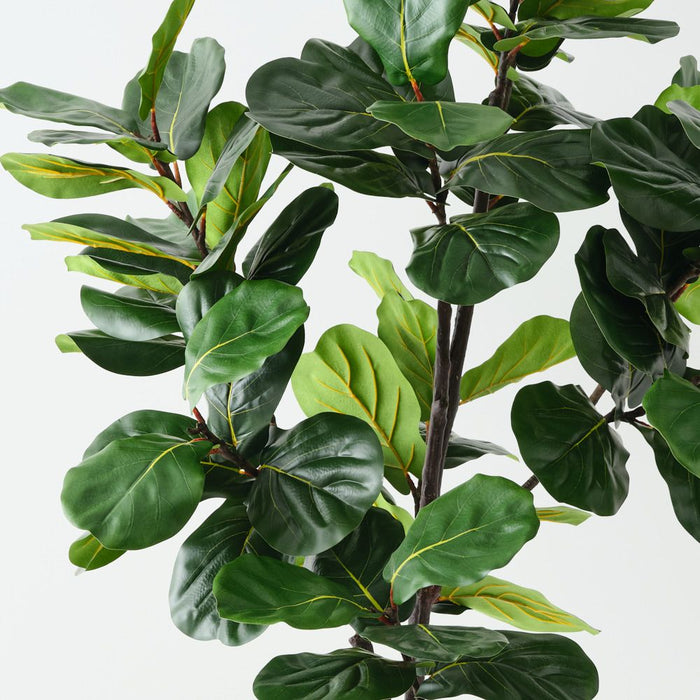 Fiddle Leaf Tree Green 210cm