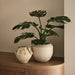Monstera Plant Green 61cm