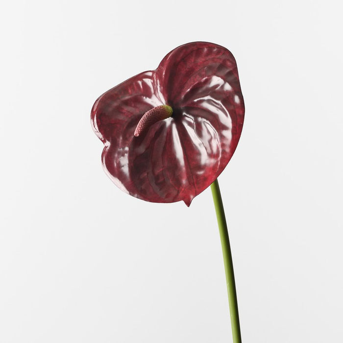 Anthurium Burgundy 58cm Pack of 12