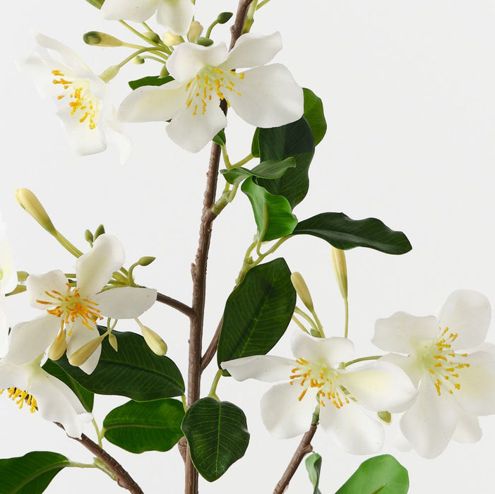 Blossom Pear White 80cm Pack of 12