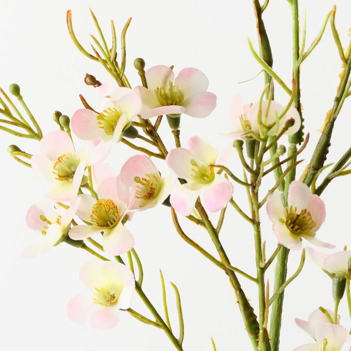 Wax Flower Light Pink 70cm Pack of 12