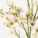 Wax Flower Light Pink 70cm Pack of 12