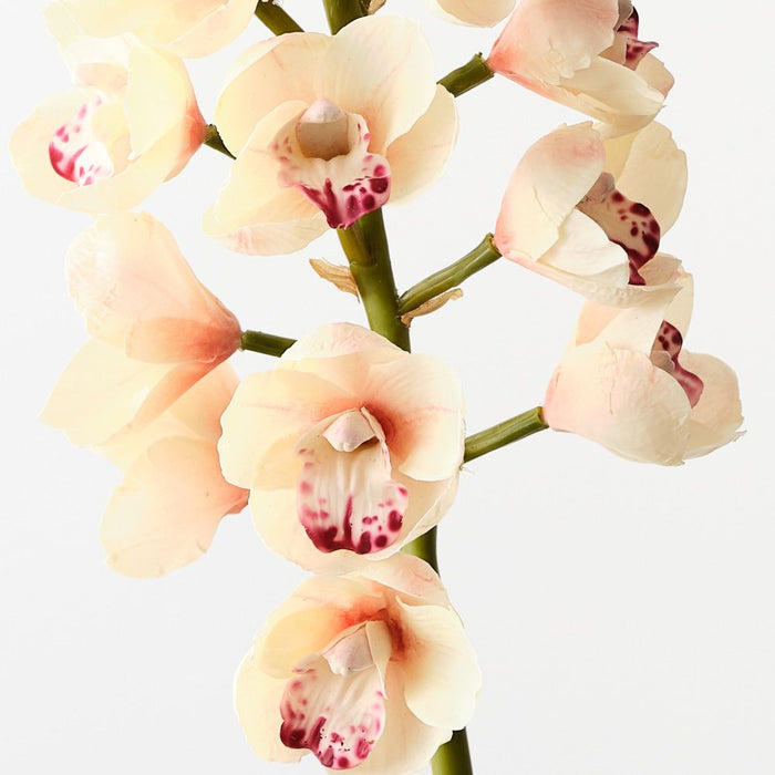 Artificial Orchid Cymbidium 83cm Linen - Pack of 12 - FLORA DESIGNS