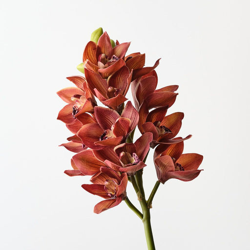 Artificial Orchid Cymbidium 58cm Brown Green - Pack of 6 - FLORA DESIGNS