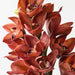 Artificial Orchid Cymbidium 58cm Brown Green - Pack of 6 - FLORA DESIGNS