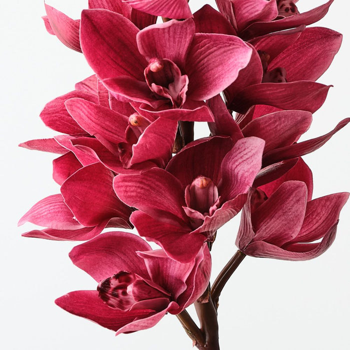 Artificial Orchid Cymbidium 58cm Fuschia - Pack of 6 - FLORA DESIGNS