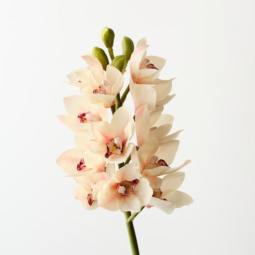 Artificial Cymbidium Orchid 58cm Linen - Pack of 6 - FLORA DESIGNS