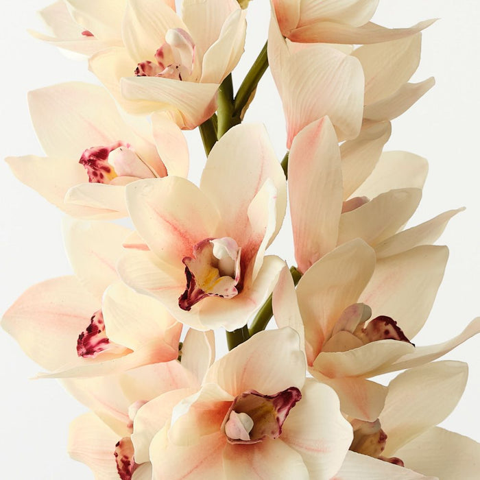Artificial Cymbidium Orchid 58cm Linen - Pack of 6 - FLORA DESIGNS