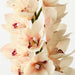 Artificial Cymbidium Orchid 58cm Linen - Pack of 6 - FLORA DESIGNS