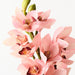 Artificial Orchid Cymbidium 58cm Light Pink - FLORA DESIGNS