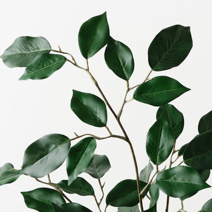 Ficus Spray Green 66cm Pack of 12
