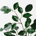 Ficus Spray Green 66cm Pack of 12