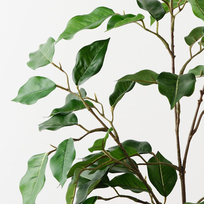 Ficus Spray Green 93cm Pack of 12