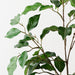Ficus Spray Green 93cm Pack of 12