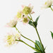 Astrantia Spray Mauve Green 73cm Pack of 12