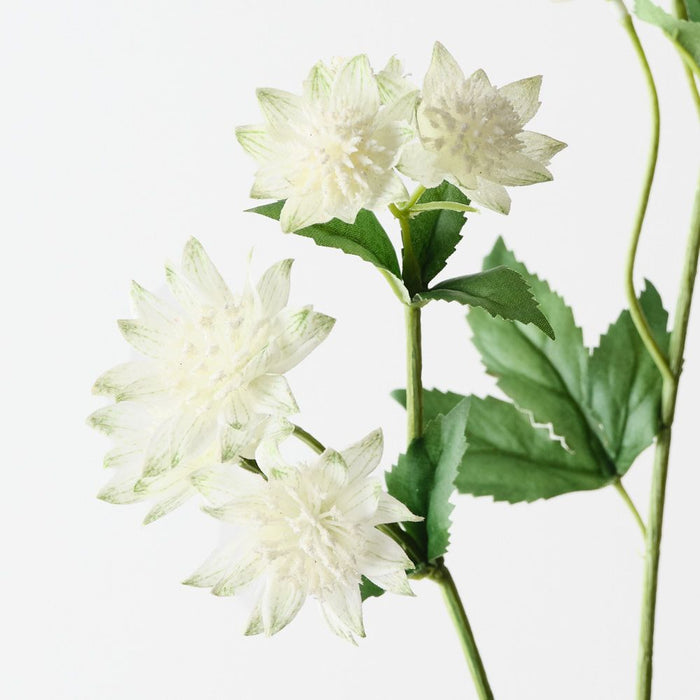 Astrantia Spray White 73cm Pack of 12